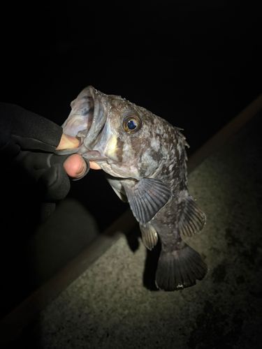 ソイの釣果