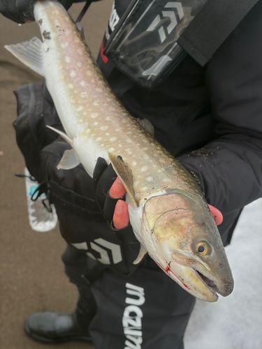 アメマスの釣果