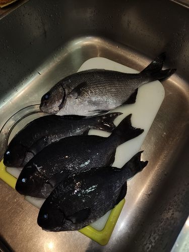 オナガグレの釣果