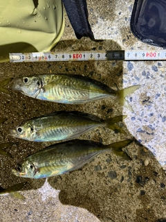 アジの釣果
