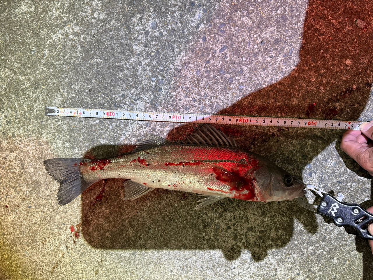 SHIMANO 23ディアルーナ B86Mの最安値・インプレ・釣果 | 本音の口コミ