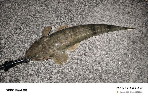 ミナミマゴチの釣果