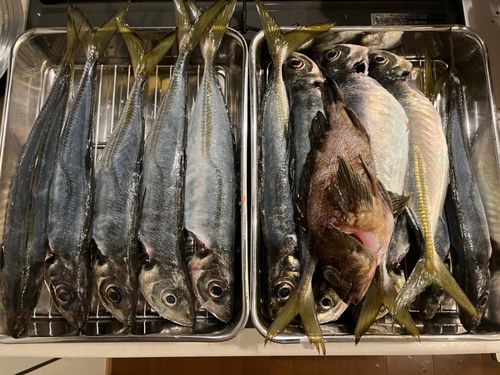 アジの釣果