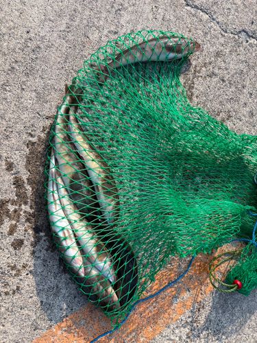 ホッケの釣果