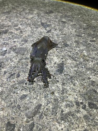 マメイカの釣果