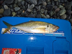 マアジの釣果