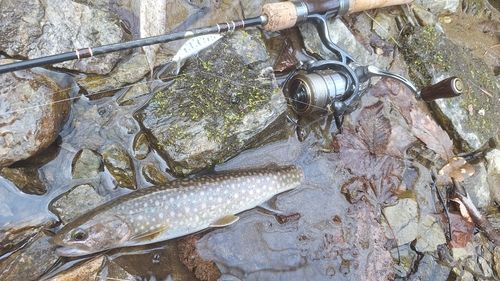 イワナの釣果