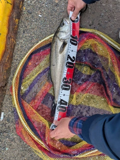 スズキの釣果