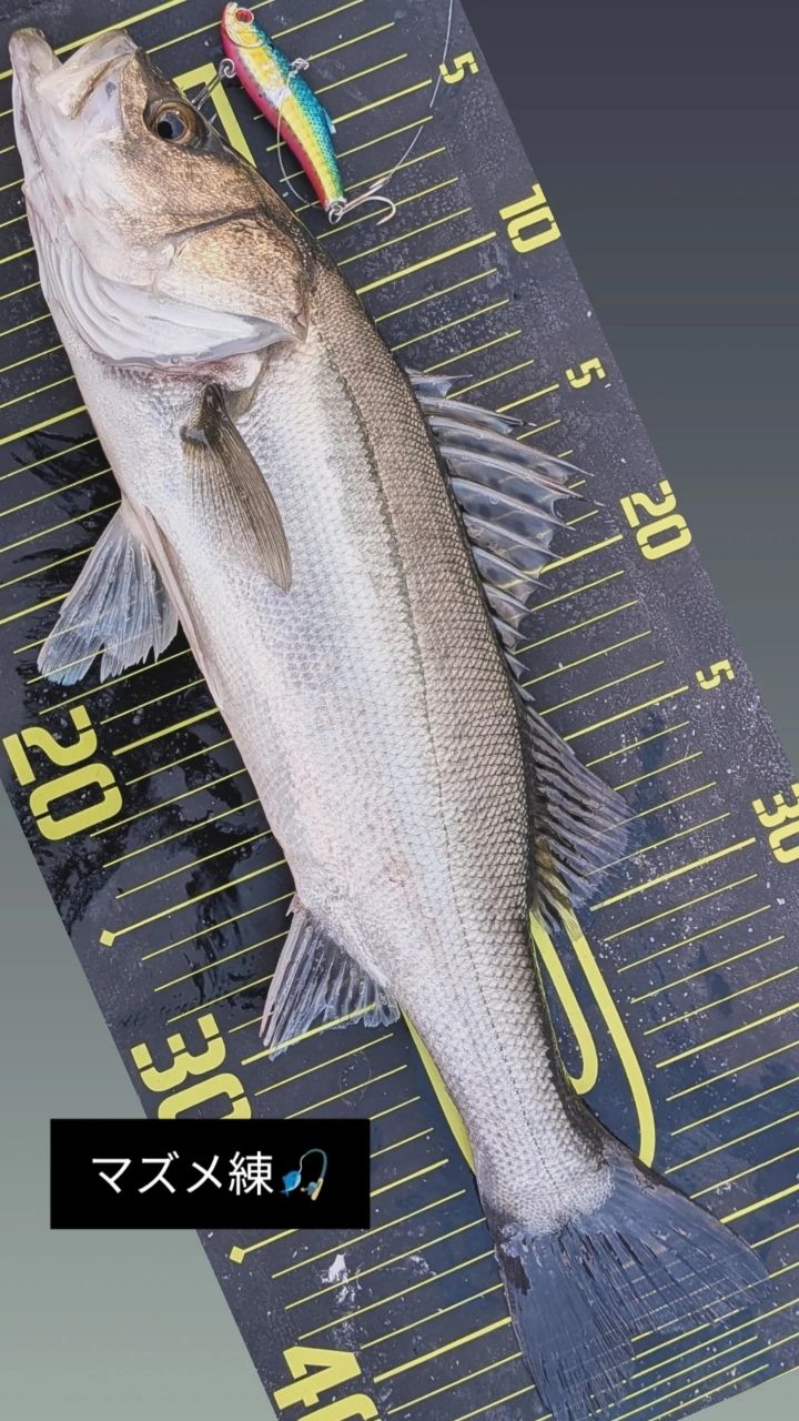 SHIMANO 19スコーピオン 2702R-2の最安値・インプレ・釣果 | 本音の