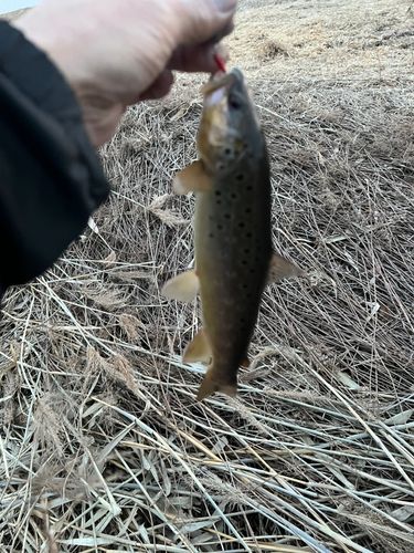 ブラウントラウトの釣果