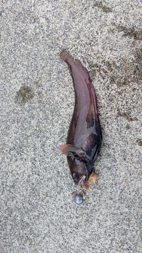 ドンコの釣果