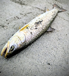 アメマスの釣果