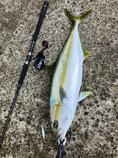 ヒラマサの釣果