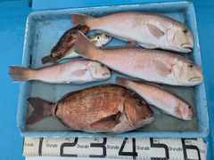 シロアマダイの釣果