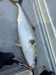 ワラサの釣果