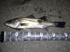 フッコ（マルスズキ）の釣果