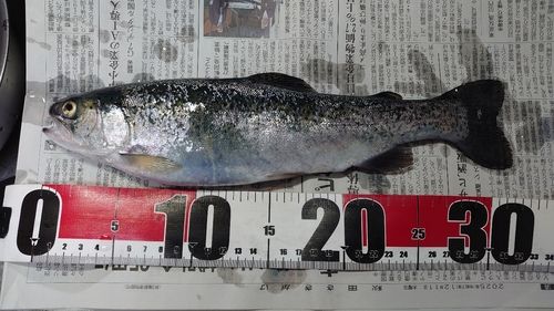 ニジマスの釣果
