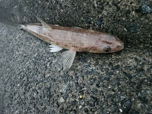 エソの釣果