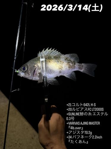 クロメバルの釣果