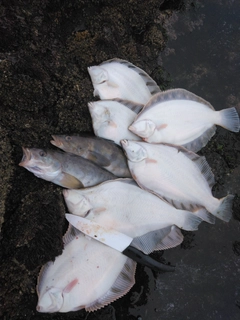 クロガシラガレイの釣果