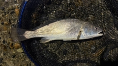 イシモチの釣果