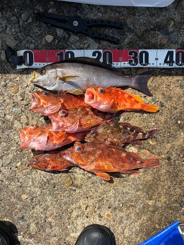 イサキの釣果