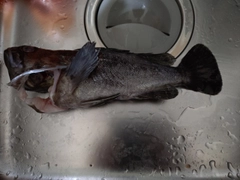 クロソイの釣果