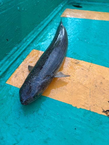 エソの釣果