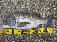 チヌの釣果