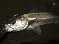シーバスの釣果