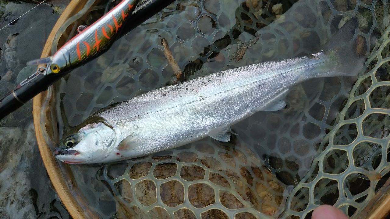 SHIMANO 19カーディフ ネイティブスペシャル S72Lの最安値・インプレ