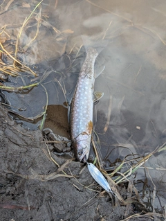アメマスの釣果