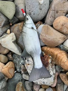 ヒラスズキの釣果