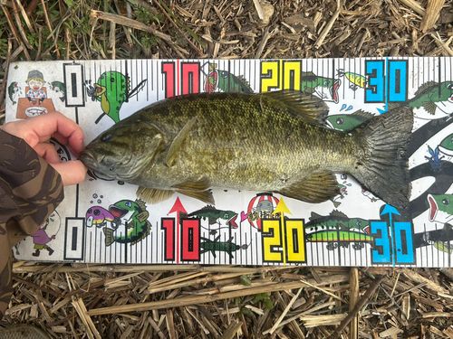 スモールマウスバスの釣果