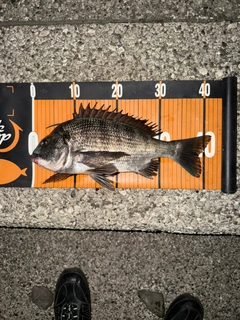 クロダイの釣果