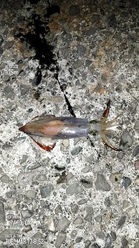 ジンドウイカの釣果