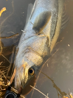 マルスズキの釣果