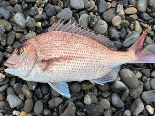 タイの釣果