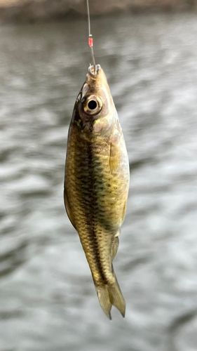 クチボソの釣果