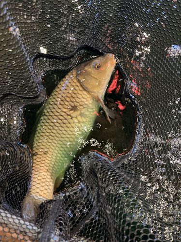コイの釣果