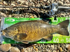 スモールマウスバスの釣果