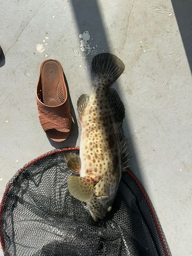 チャイロマルハタの釣果