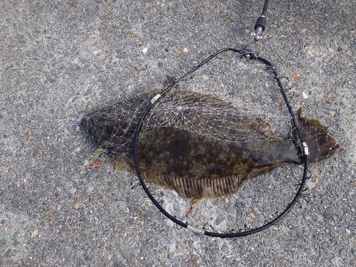 ヒラメの釣果