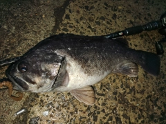 クロソイの釣果