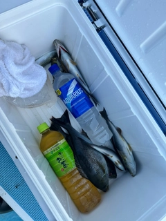 イサキの釣果
