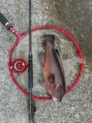 カンダイの釣果