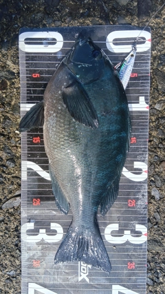 クチブトグレの釣果