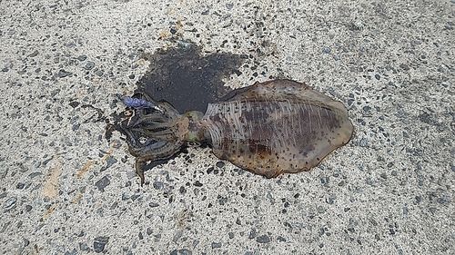 アオリイカの釣果