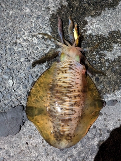 アオリイカの釣果