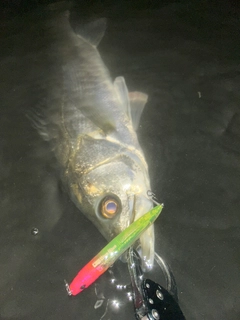 フッコ（マルスズキ）の釣果